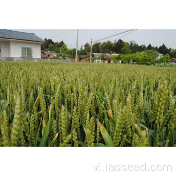 Hạt giống lúa mì tự nhiên chất lượng cao để bán